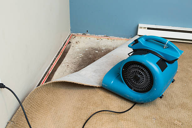 Best Water damage restoration near me  in Mililani Town, HI